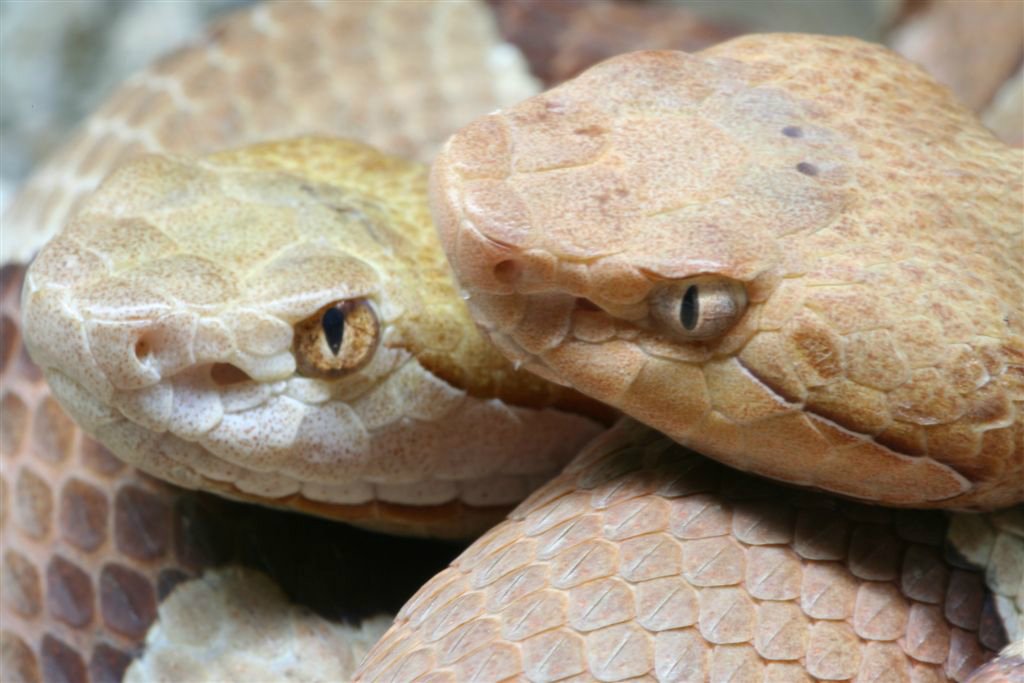 Dieren